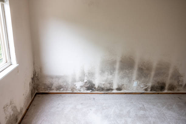 Best Mold Removal for HVAC Installations  in Las Animas, CO